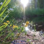 Tartu meditatsiooni- ja budismiõhtud: mai 2025
