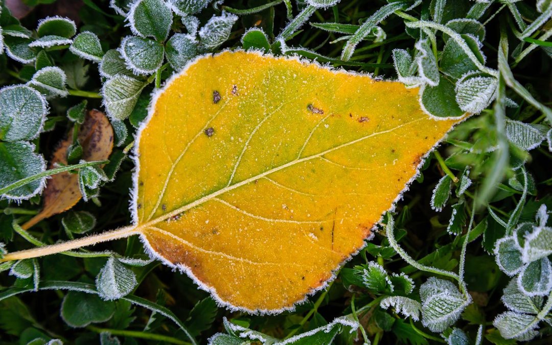Tartu meditatsiooni- ja budismiõhtud: november 2025