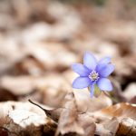 Tartu meditatsiooni- ja budismiõhtud: aprill 2026